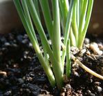 ���P�M�̍���